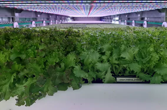 IKEAS sallad